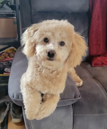 Teddy sitting on a gray recliner, looking at the camera