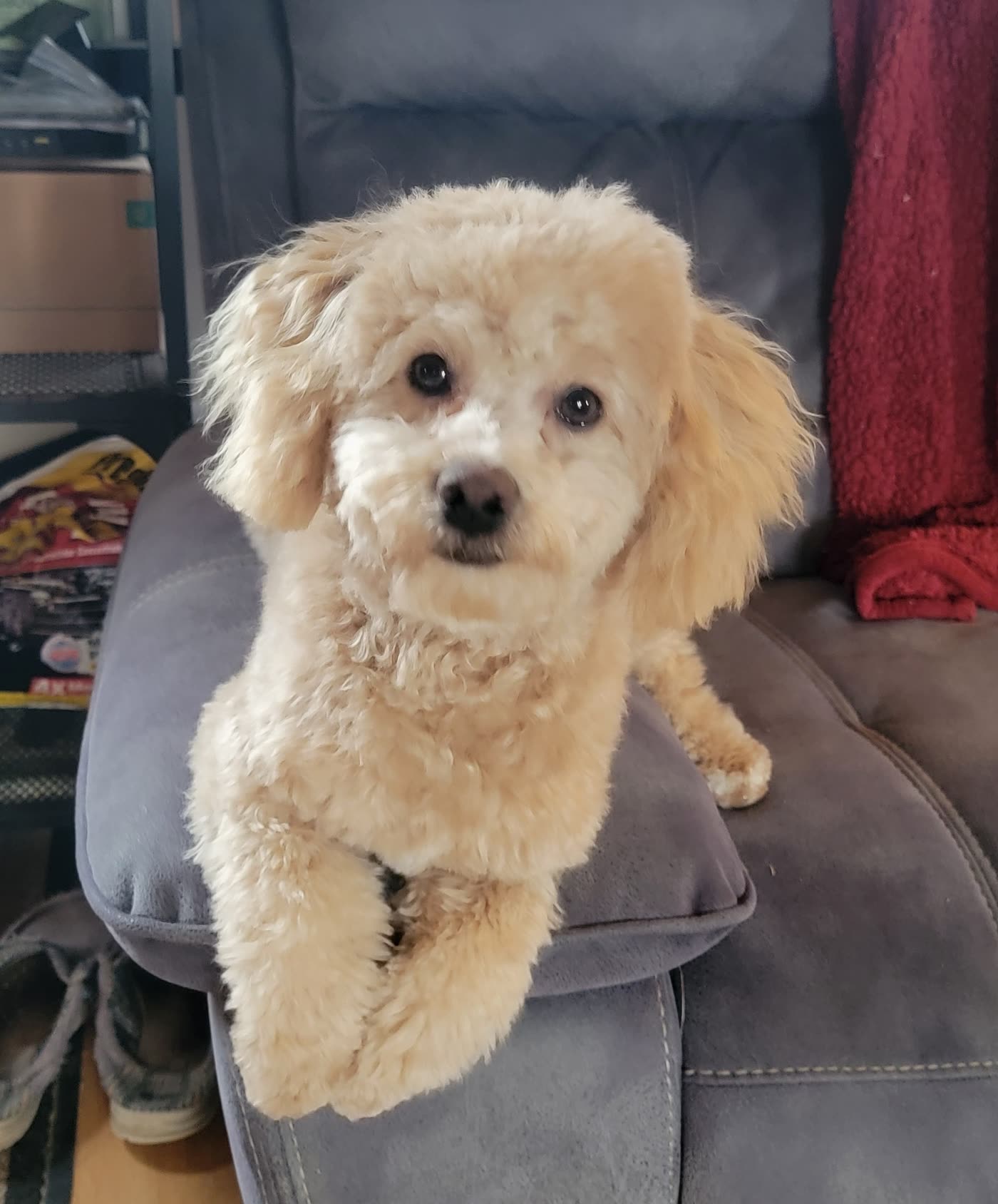 Teddy, a cream-colored cockapoo, sitting on a gray recliner and looking right at the camera