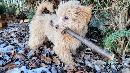 Teddy as a young puppy, carrying a long stick through fallen leaves